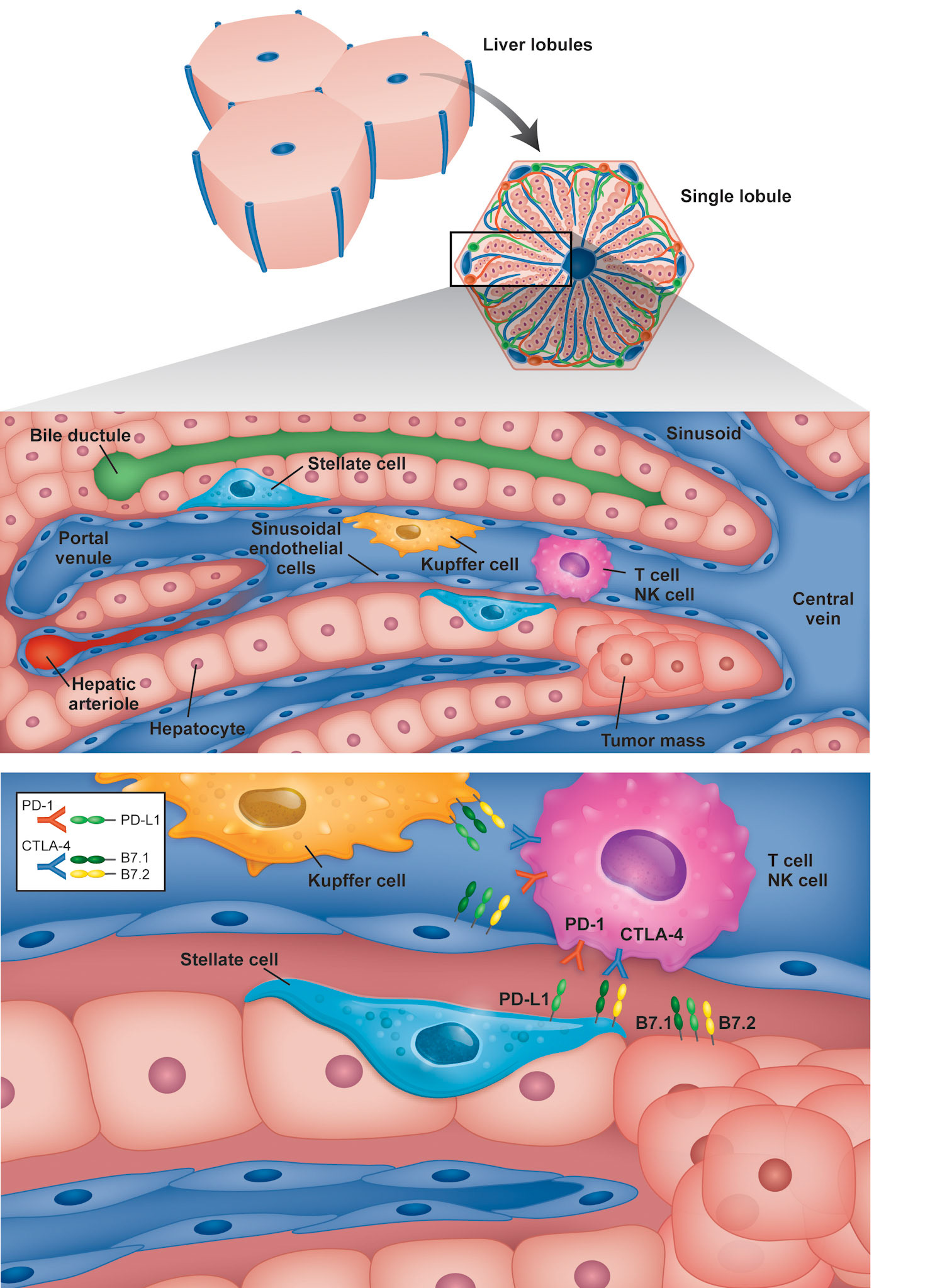 GS1919_237932_BMS HCC IO in HCC MS Fig S03