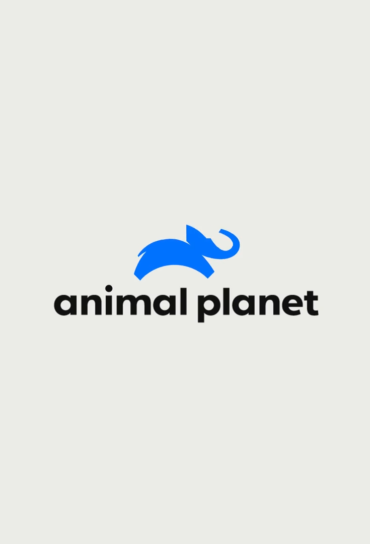 PLAGA | Film + Motion + Design - Animal Planet re brand (2D Animation)