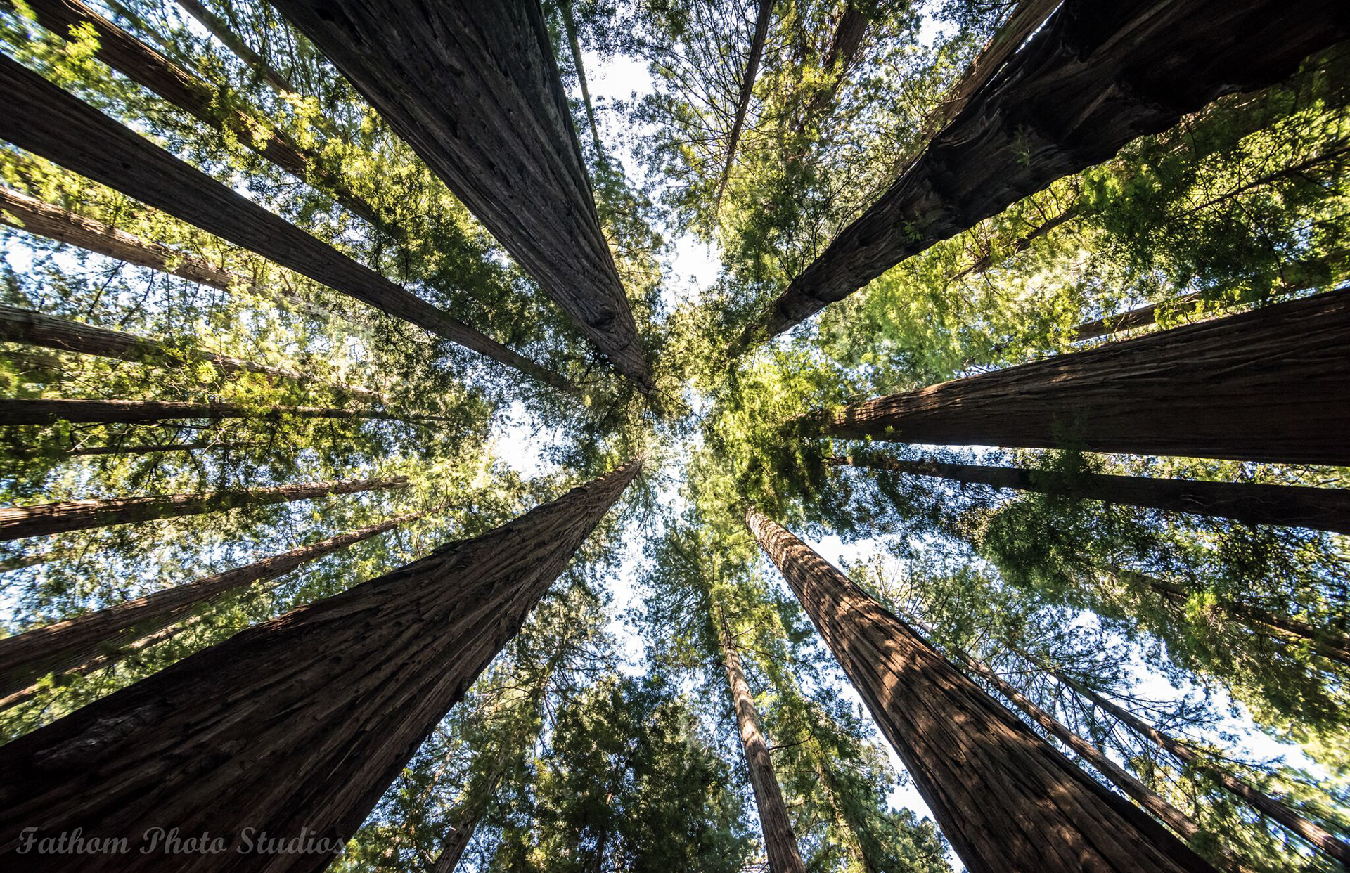 Giant Redwoods