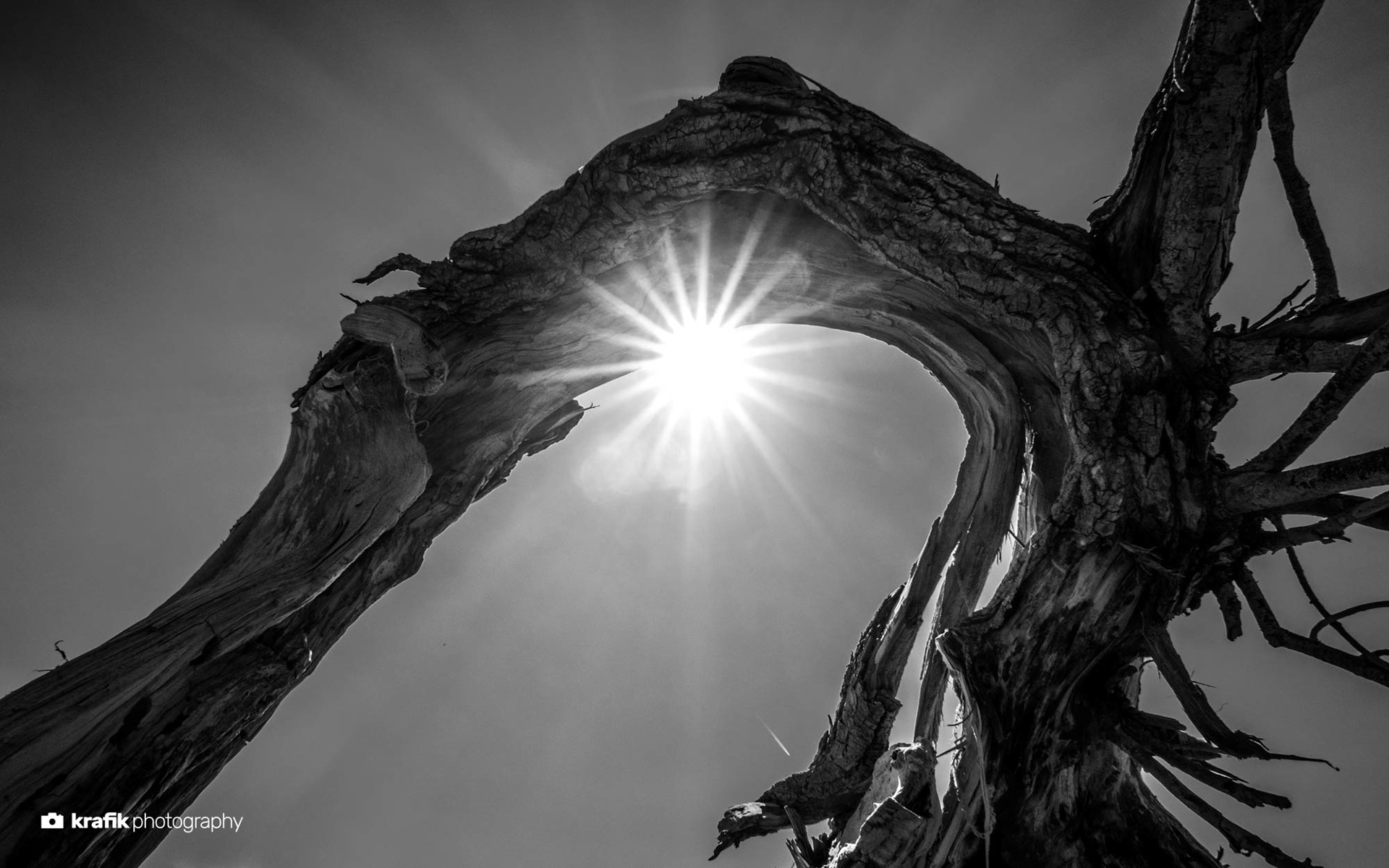 Tree at the beach - Finale Ligure Italy