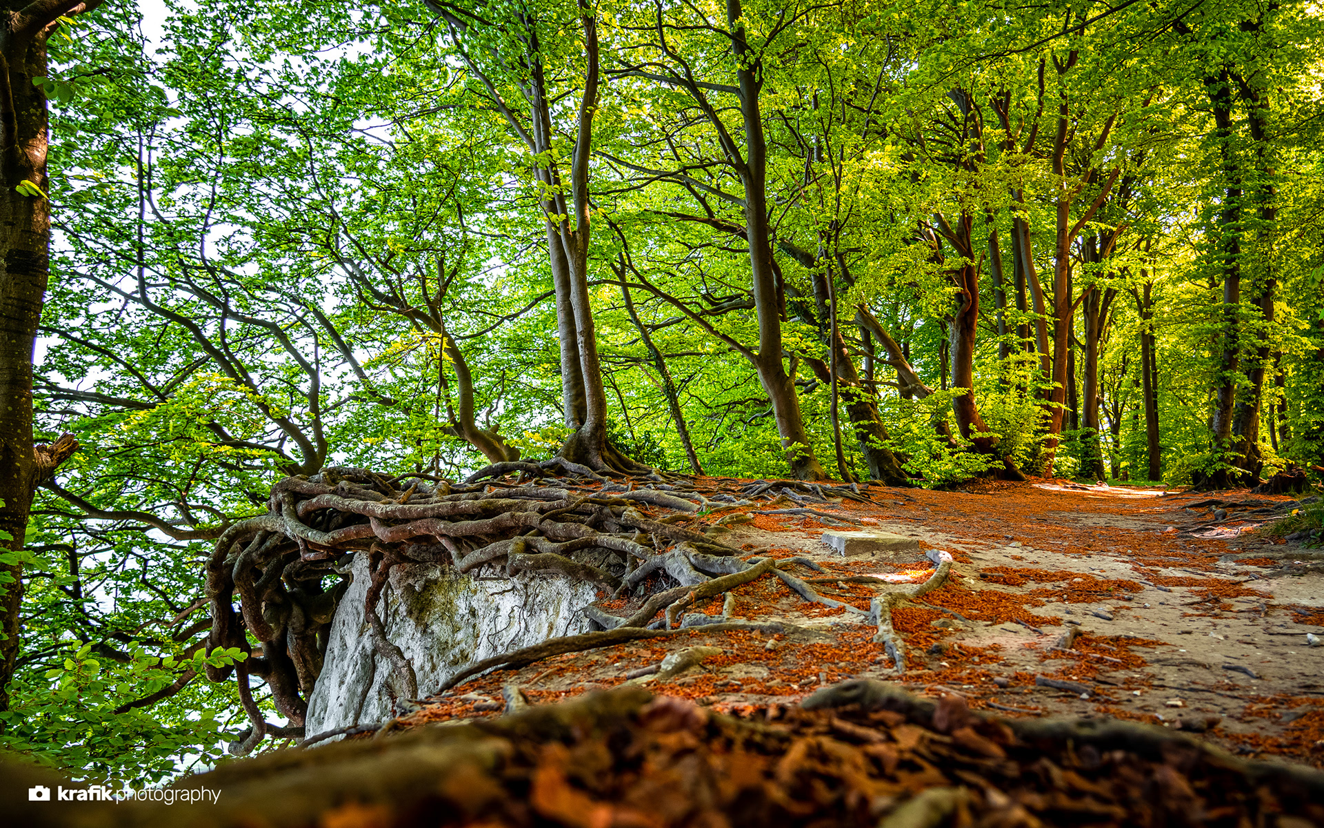 Beech Forest - Baltic Sea Germany