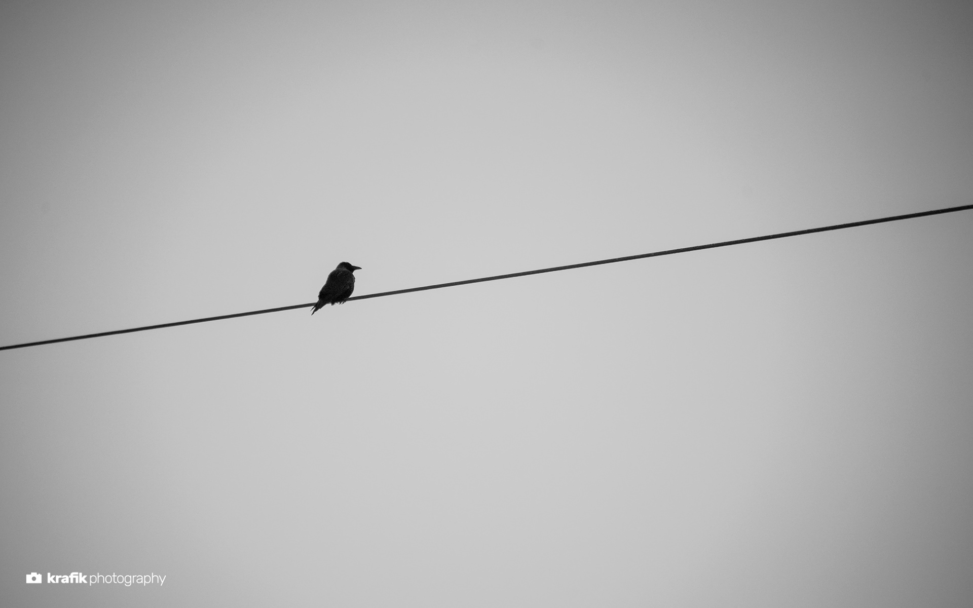 Crow on a power line - Davos Switzerland