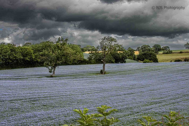 Fields of Linseed