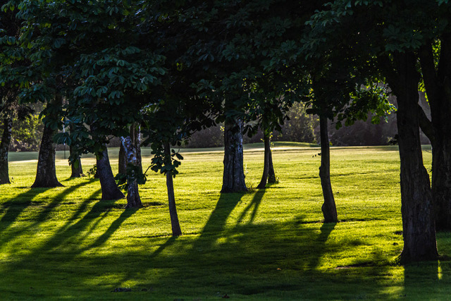 Late Afternoon Sun