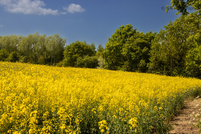 Fields of Yellow