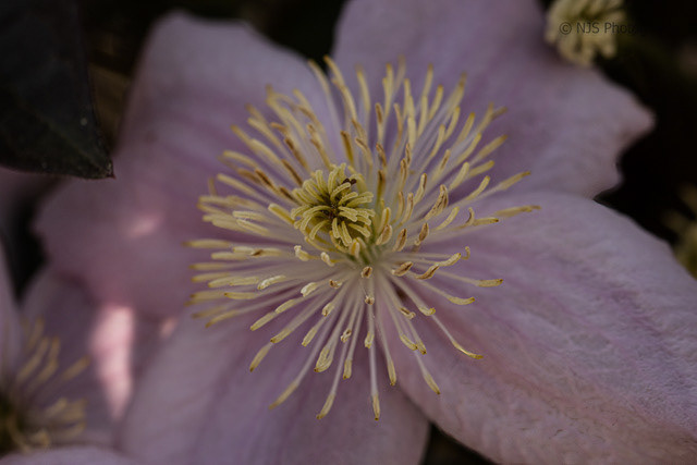 Clematis