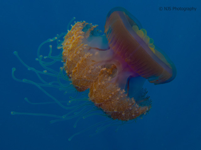 Jellyfish