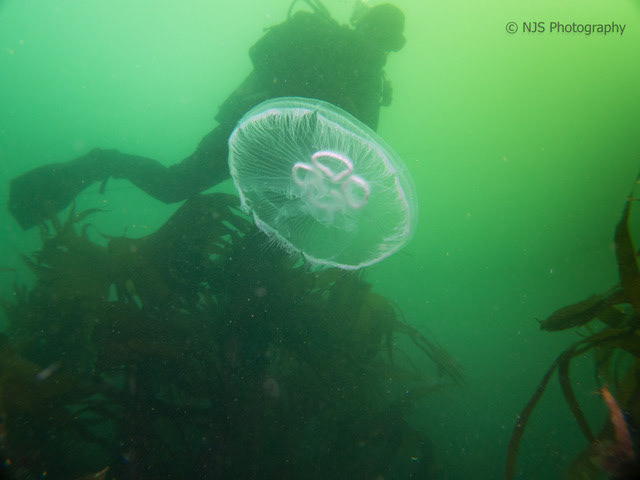 Jellyfish and Diver
