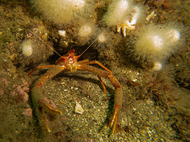 Squat Lobster