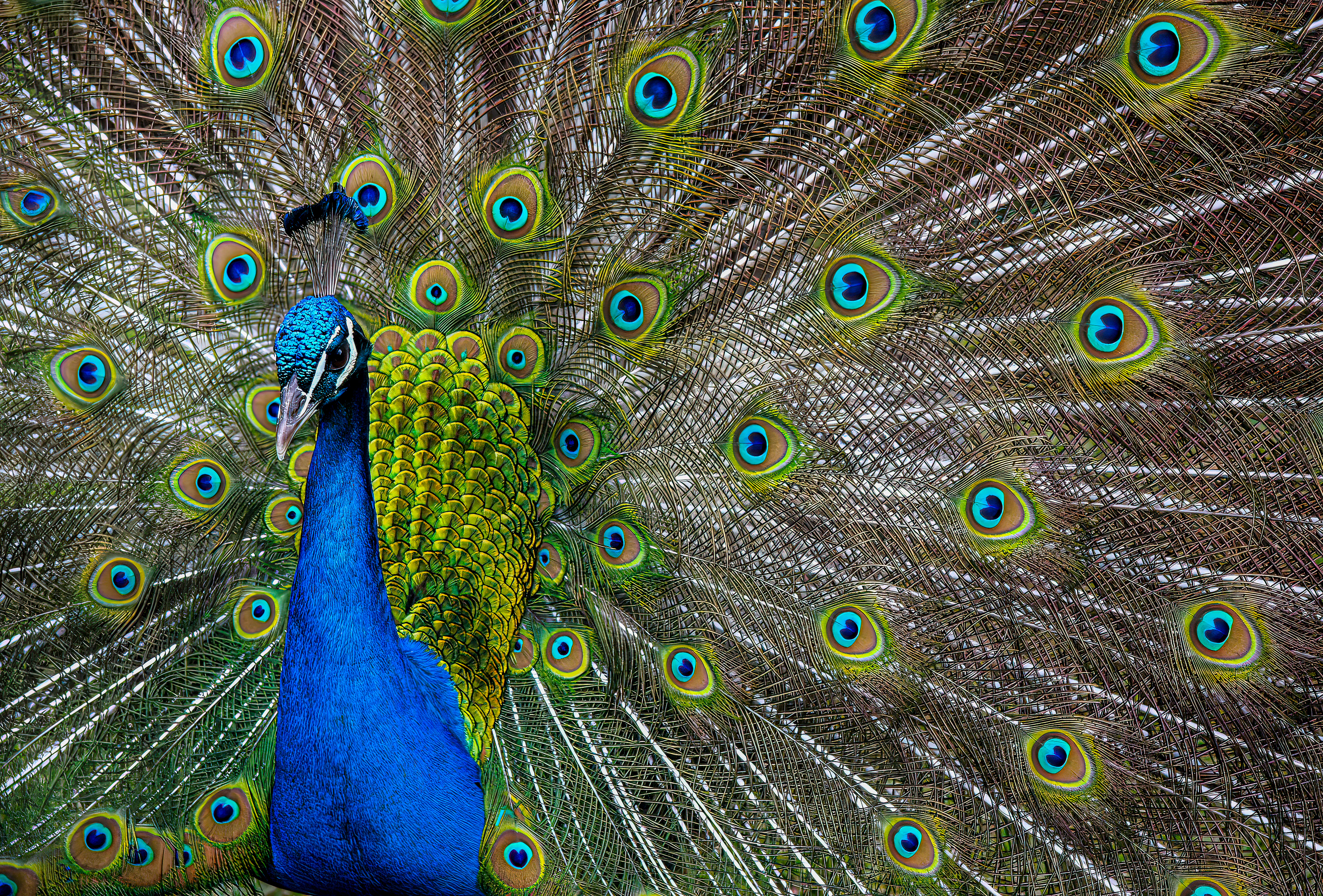 2nd Place Nature - Nigel Steels
