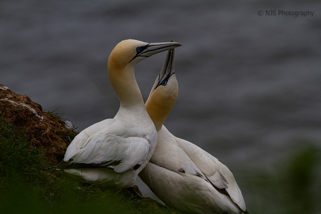 Northern Gannet