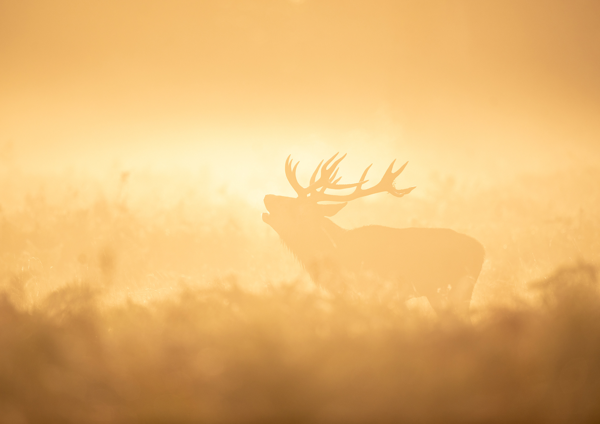 NATURE SECTION - WINNER Dan Knight