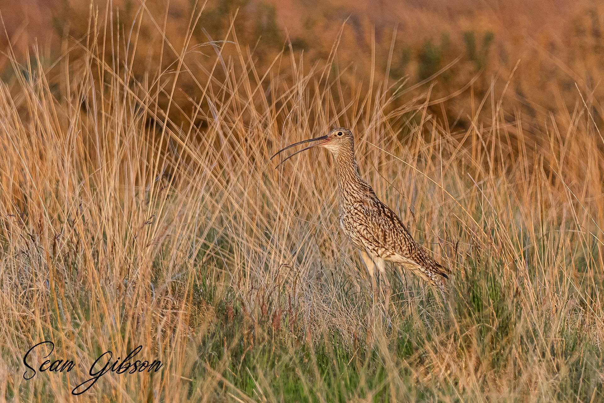 Curlew at Baildon Moor