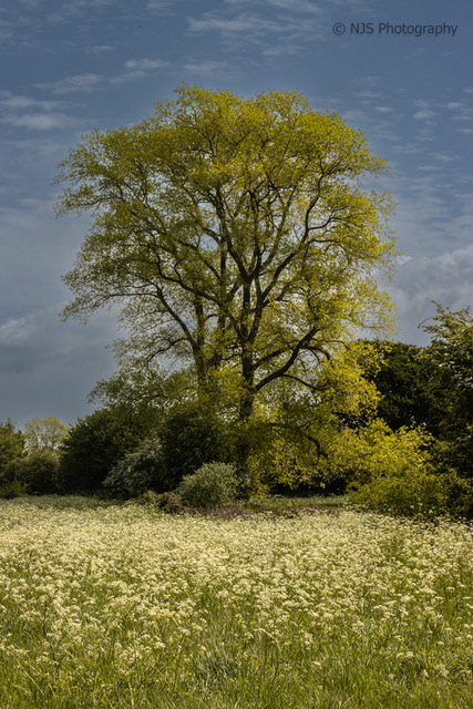 Lonely Tree