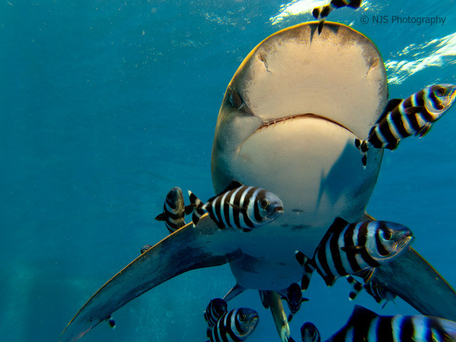 Up Close - Oceanic White Tipped Shark