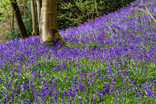 Bluebells