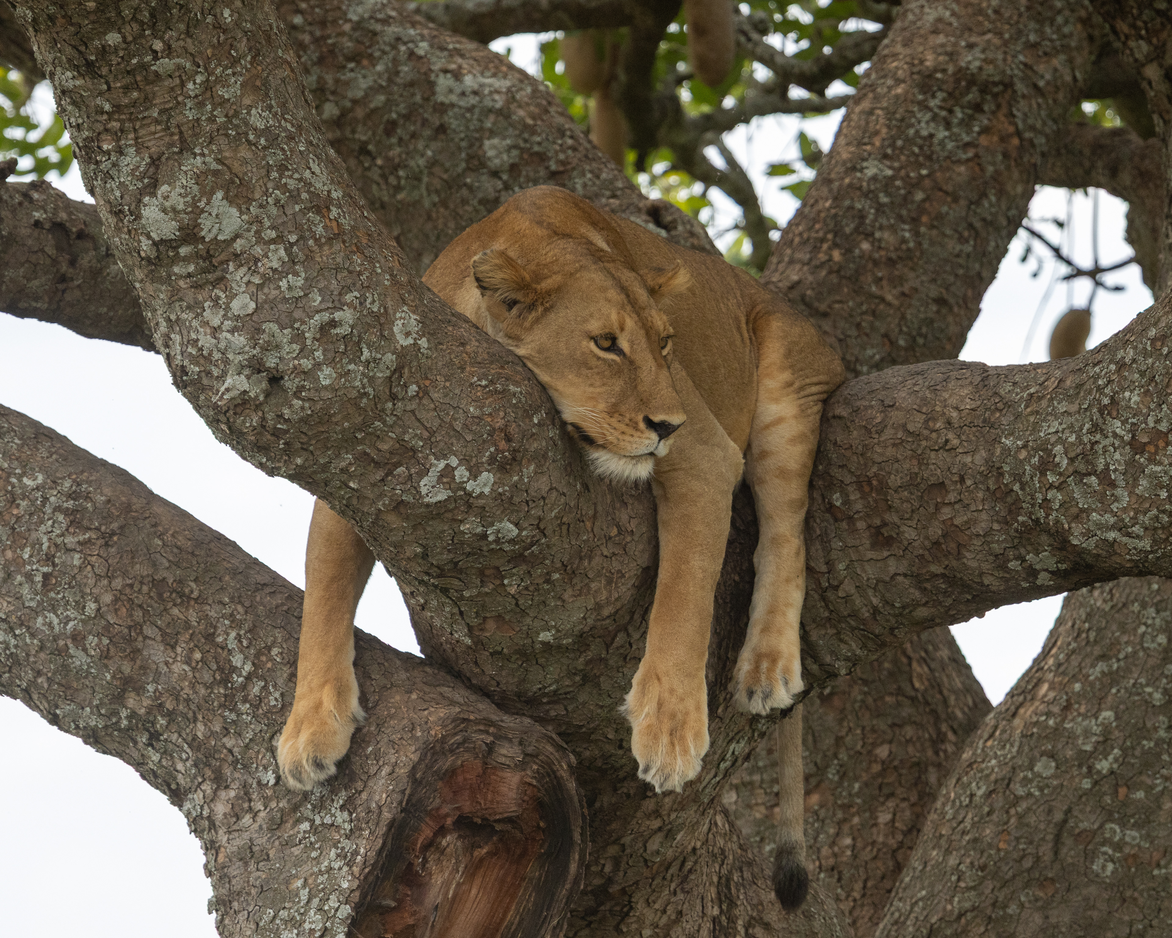 3rd Place Nature - Diane Bates