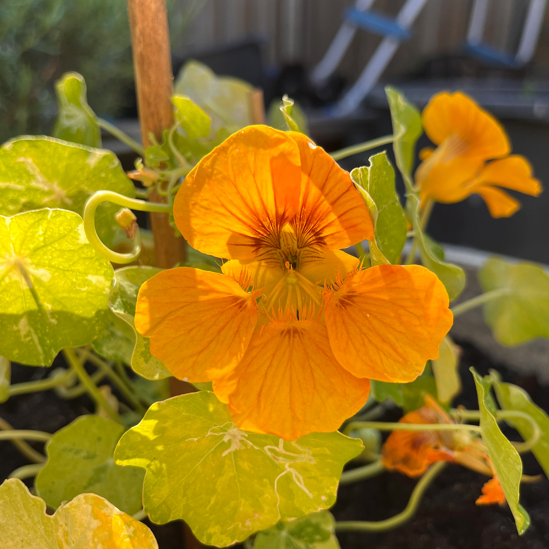 Oost Indische kers