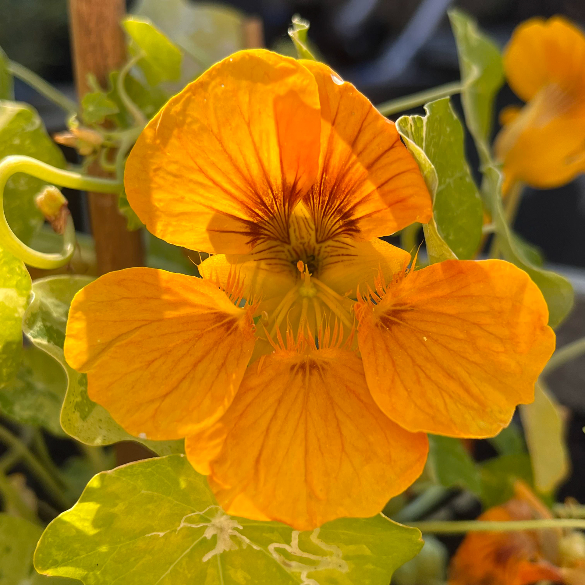 Oost Indische kers