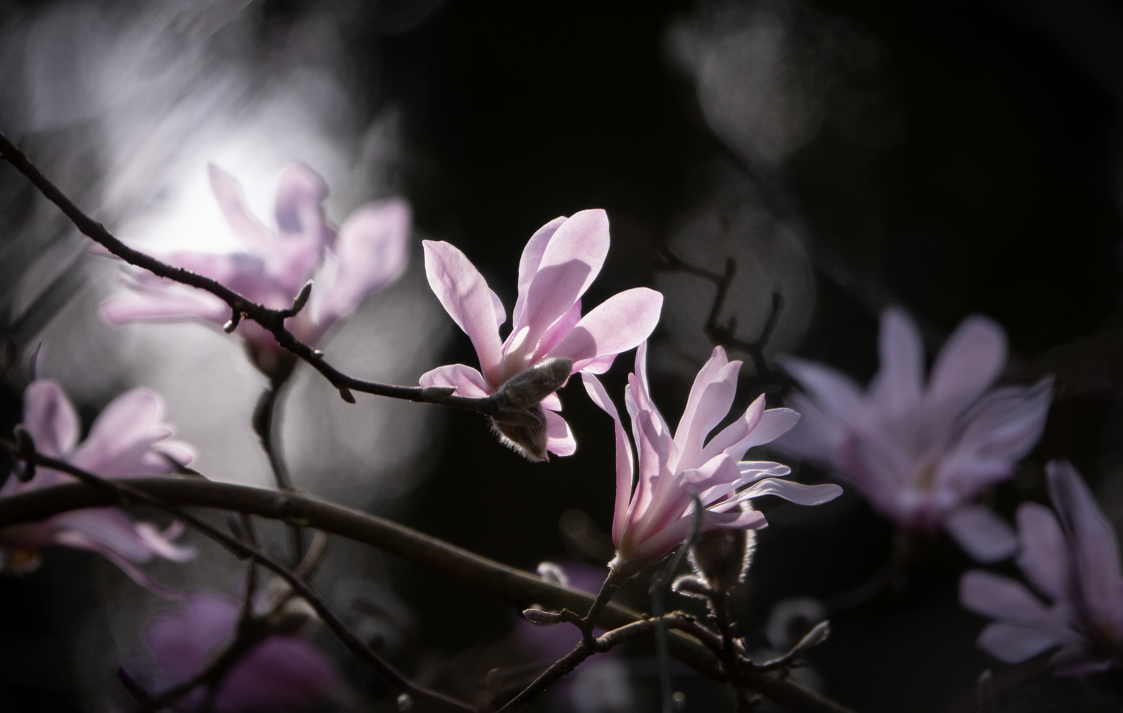 Magnolia in morning light