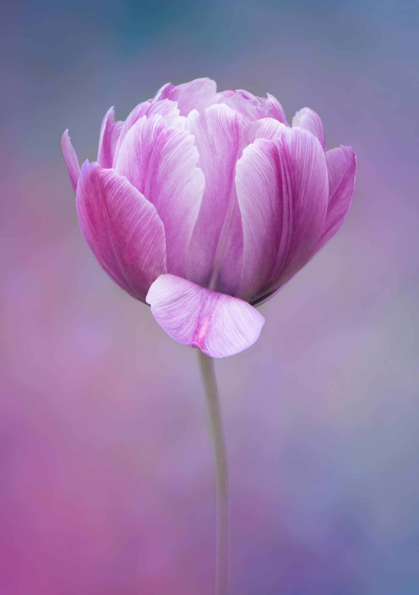 Winning Portfolio in Garden Photographer of the Year