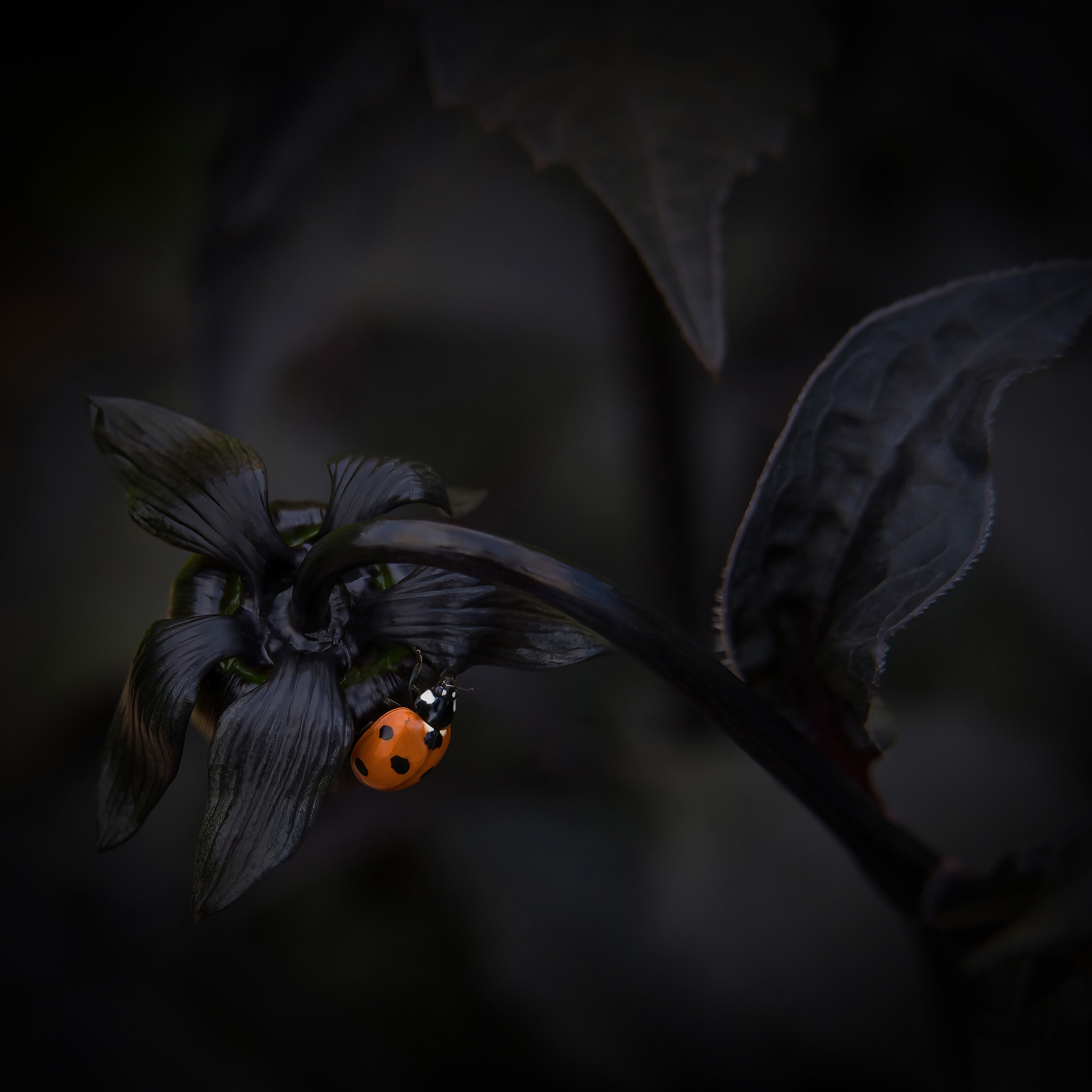 Highly Commended in the 'Square Crop' category of International Garden Photographer of the Year 2021