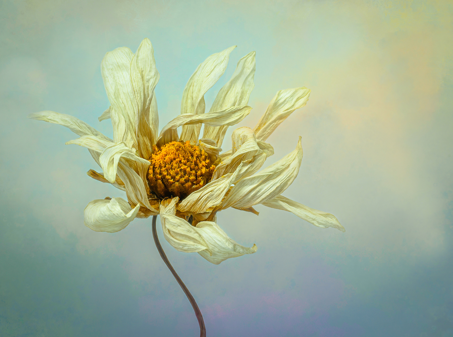 Fading dahlia