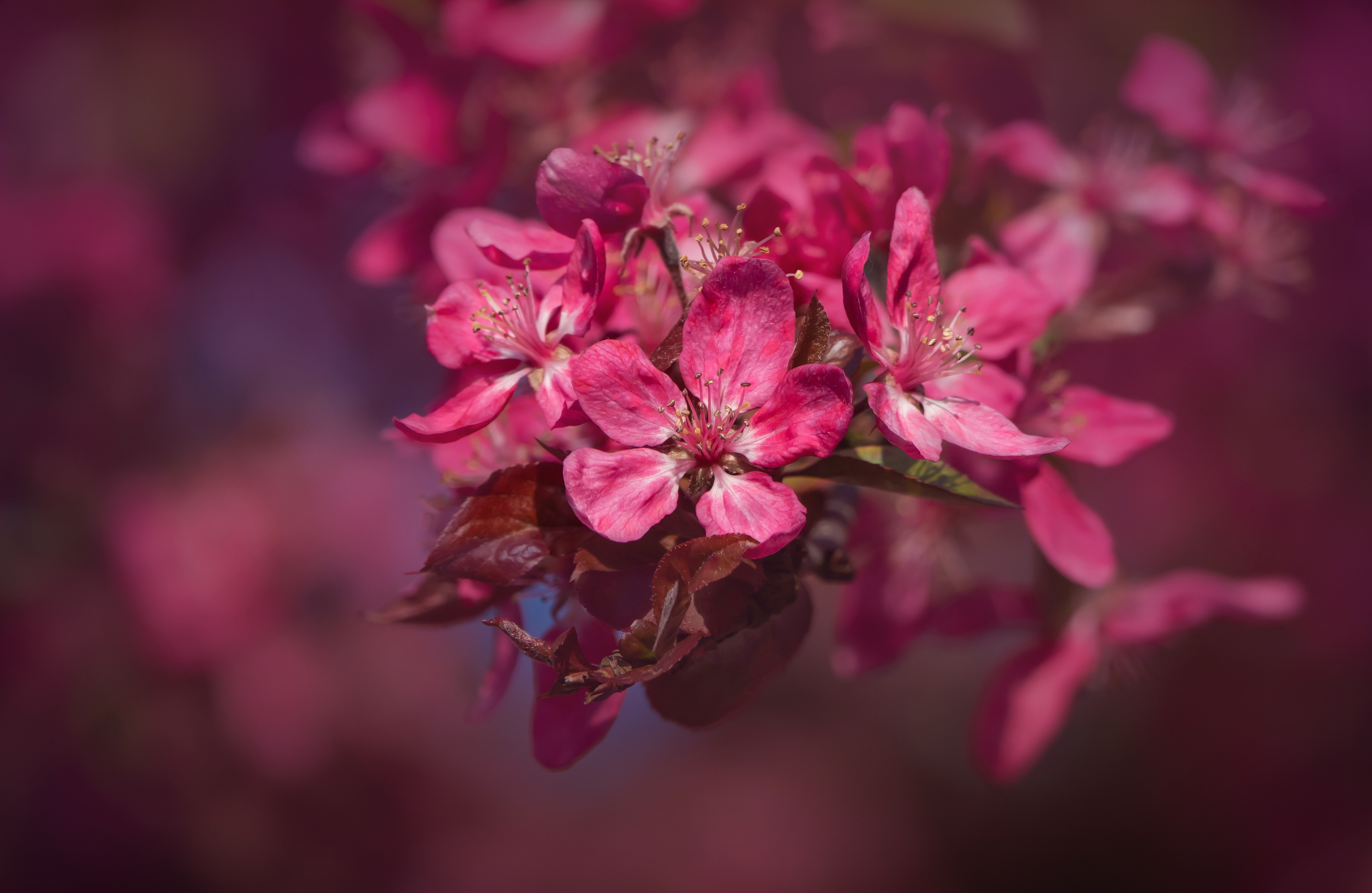 Malus blossom