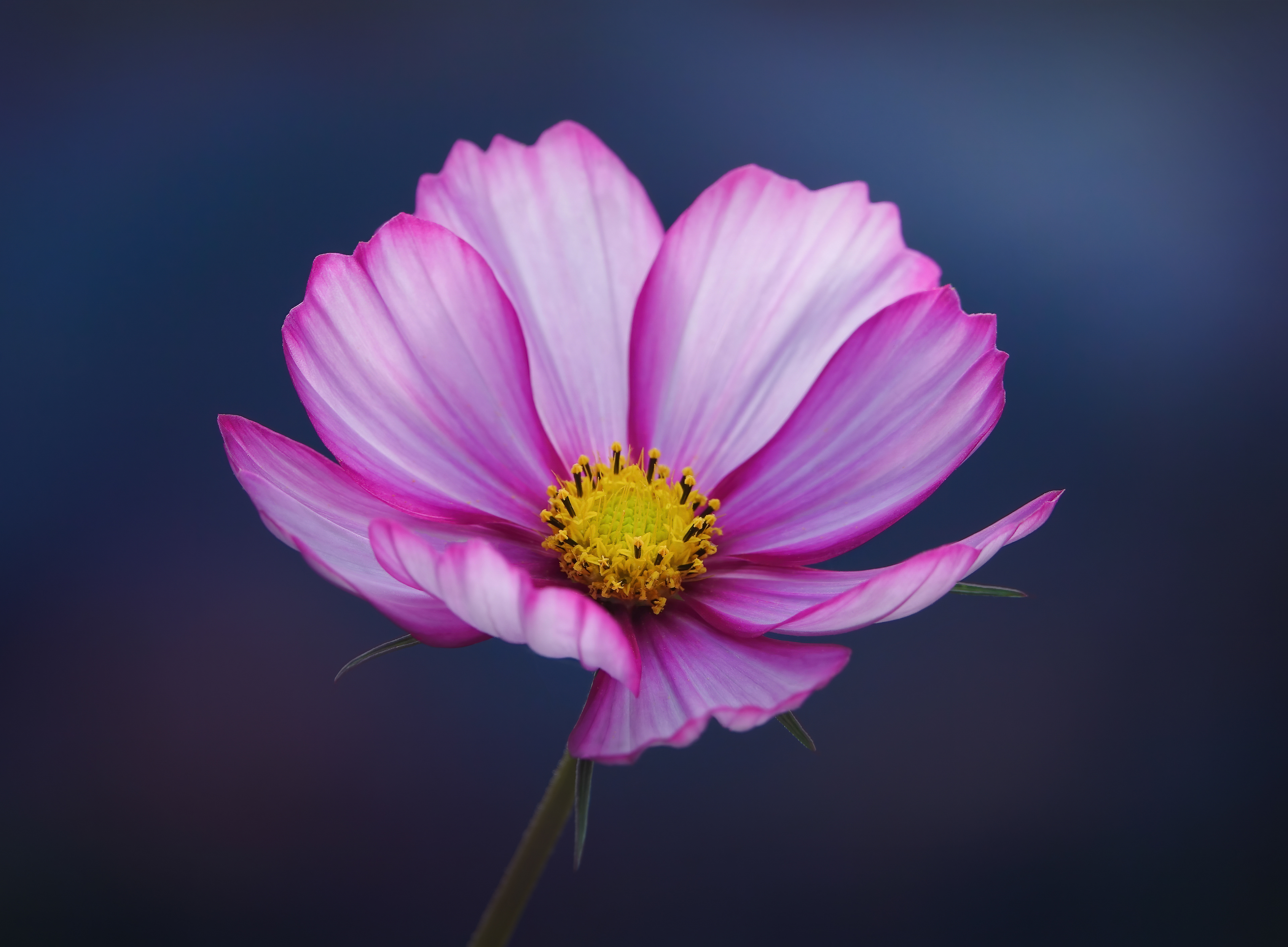 Bronze Award - The Guild of Photographers