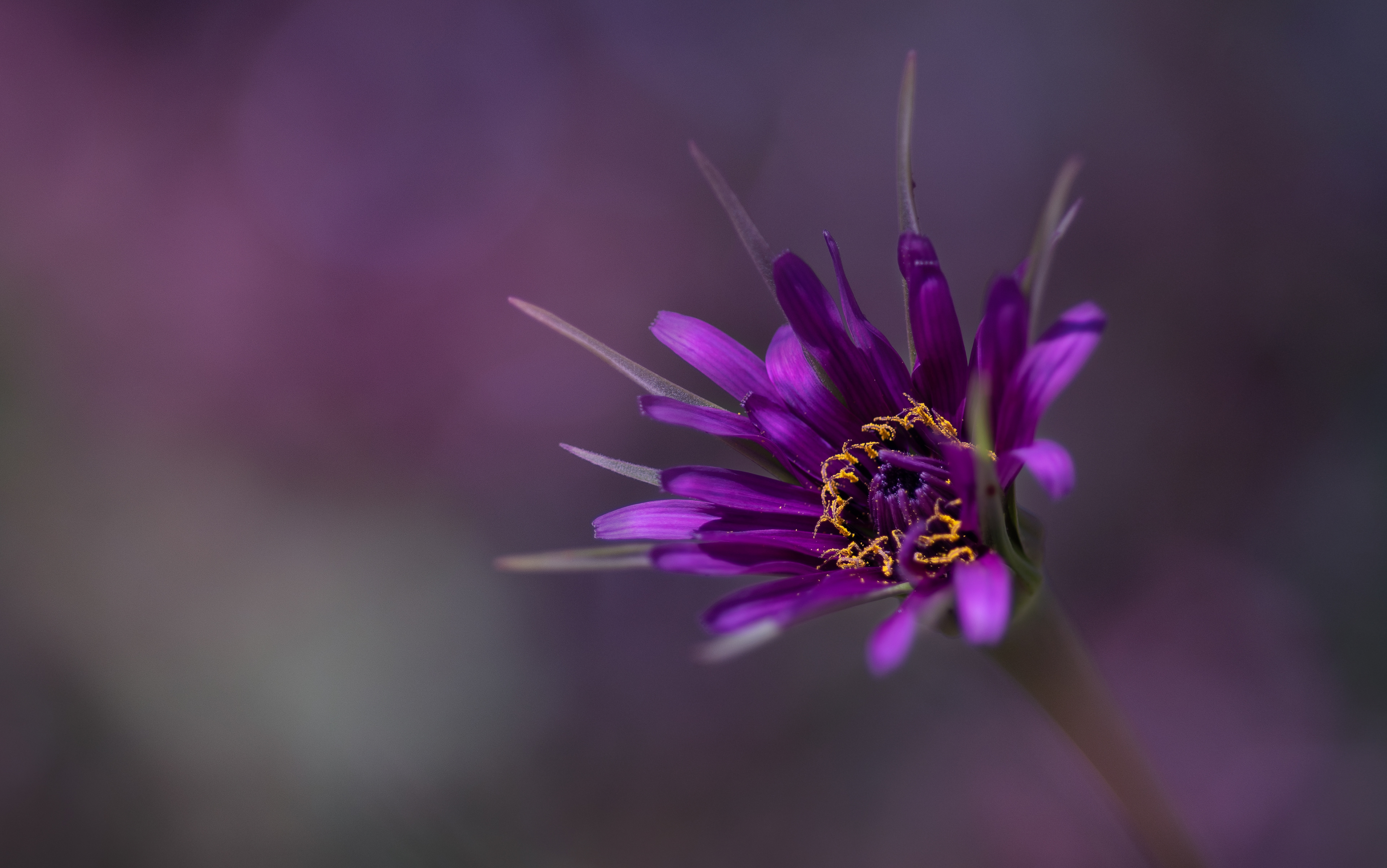 Purple salsify