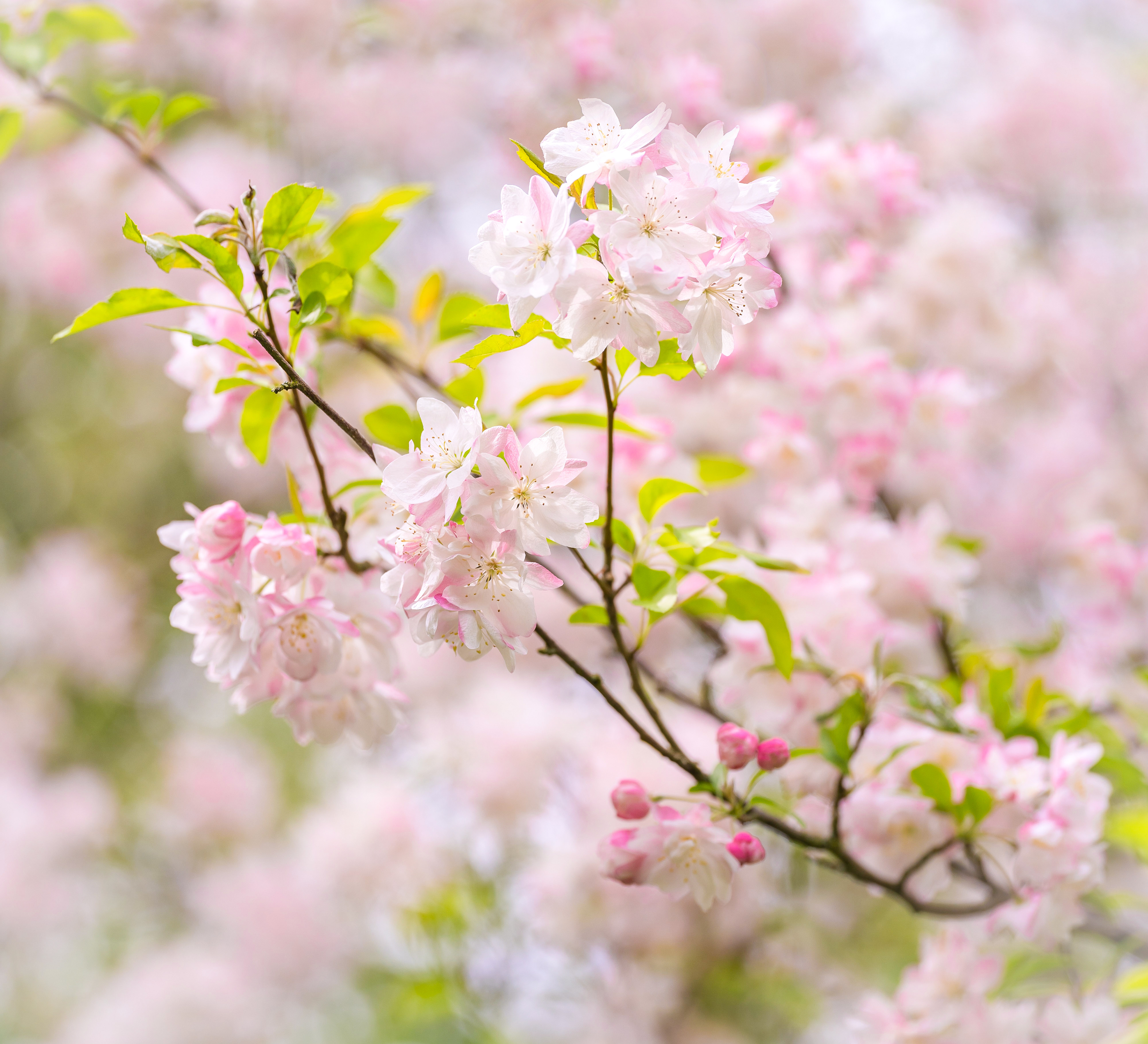 Apple Blossom in Spring