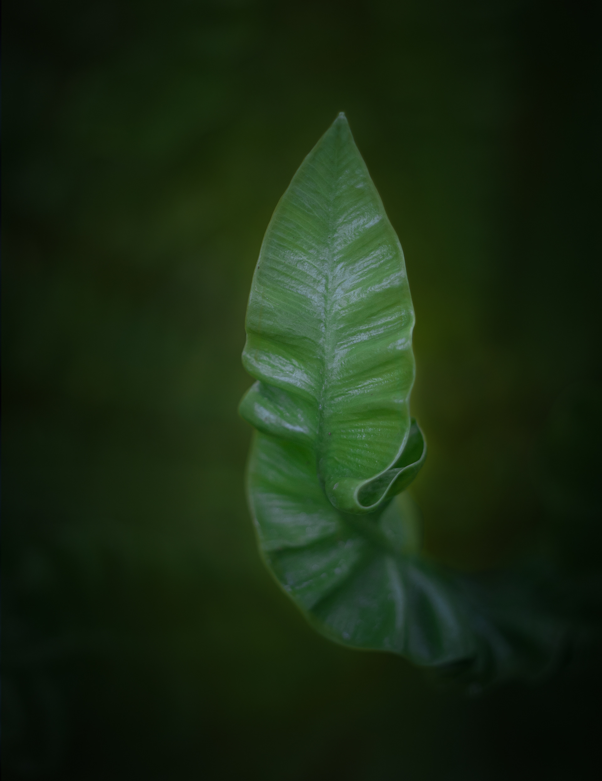 Fern leaf