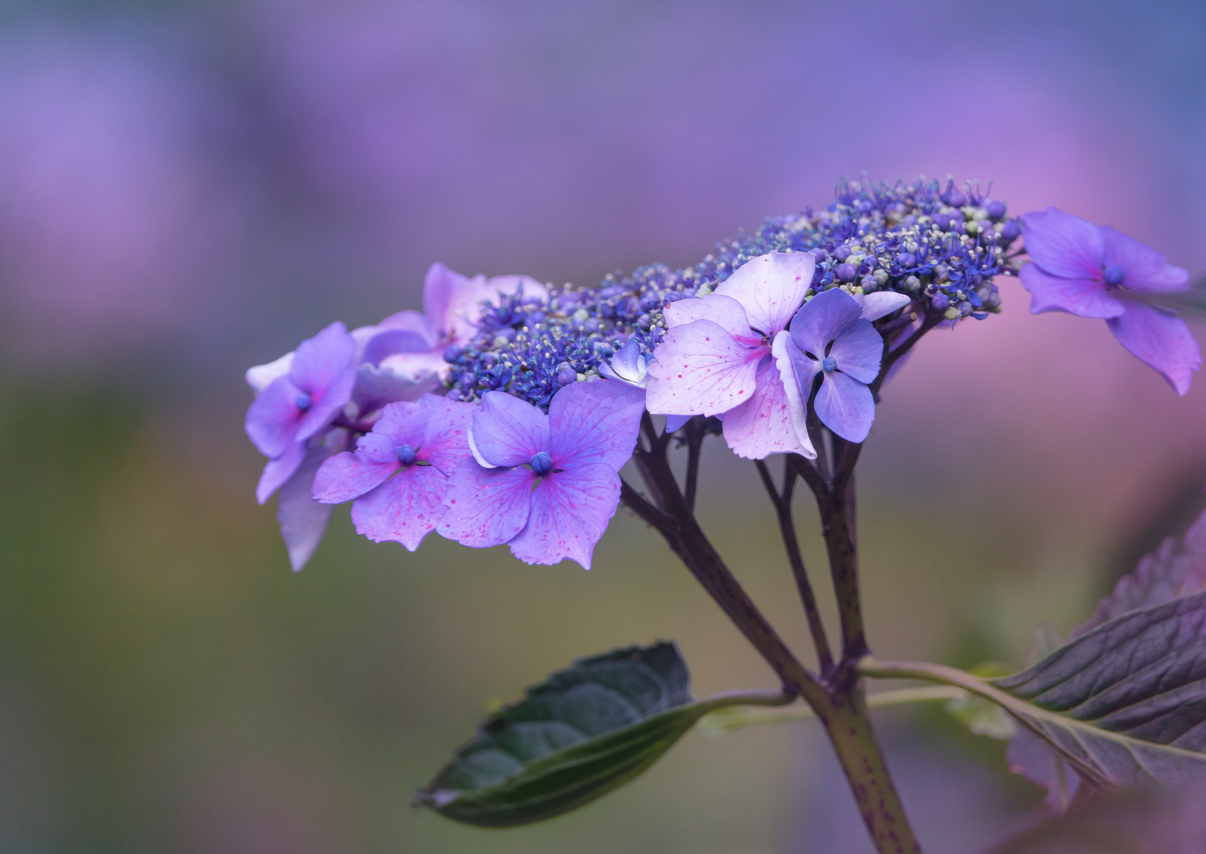 Hydrangea Portfolio #1