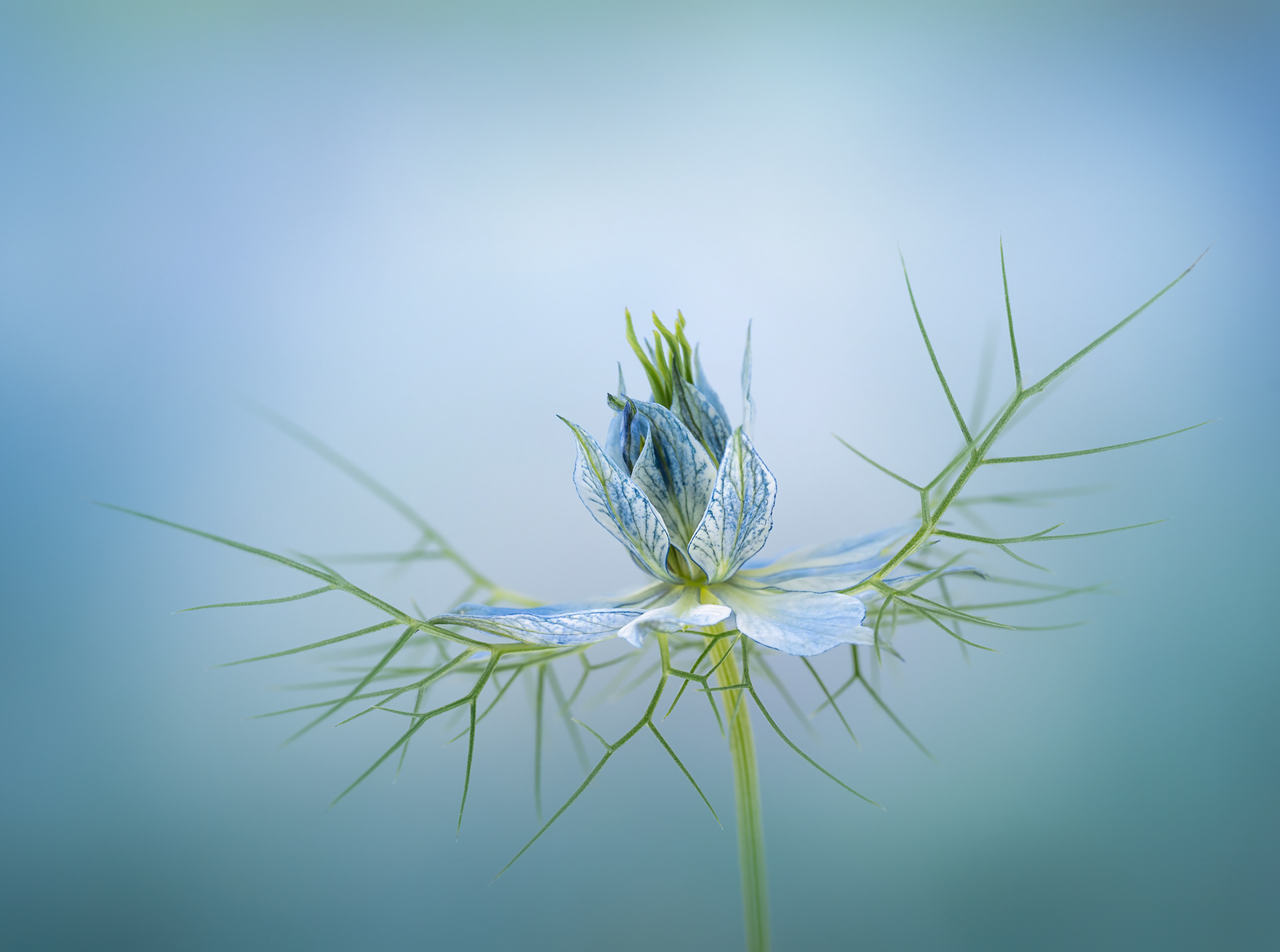 Winning Portfolio in Garden Photographer of the Year