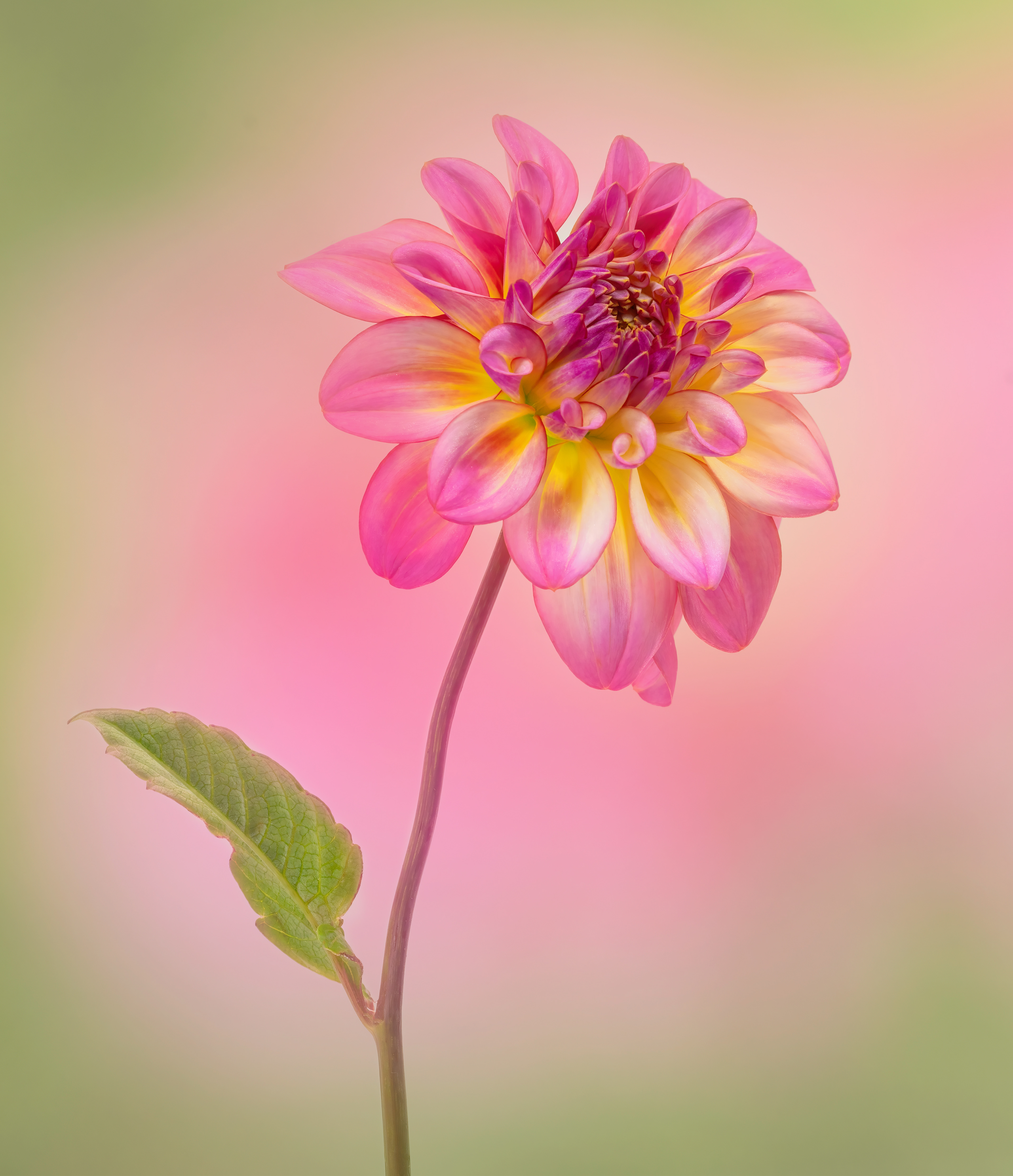 Dahlia Flush