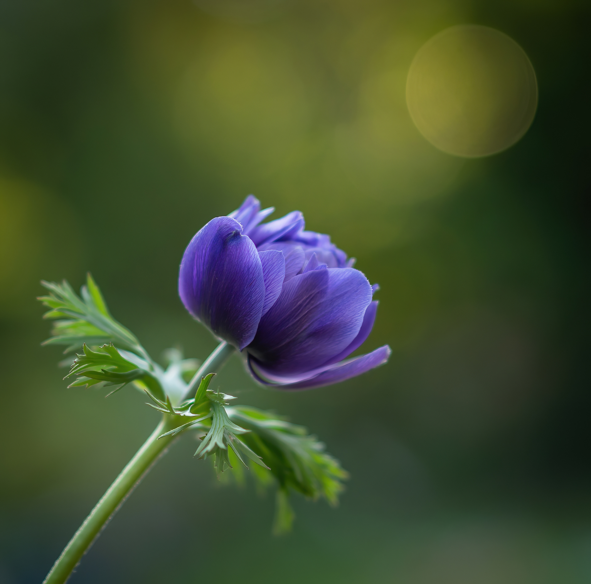 Blue anemone in evening light