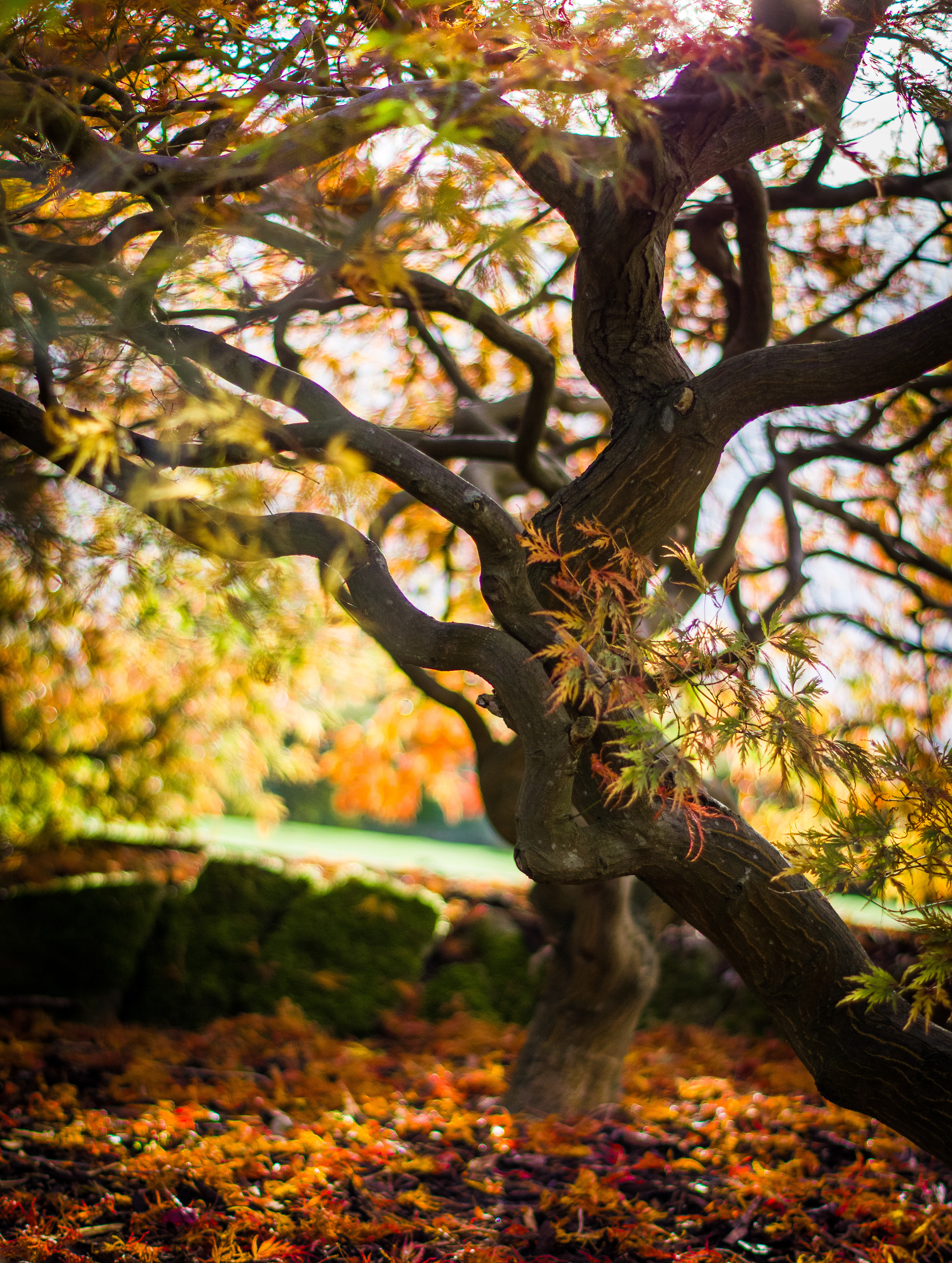 Maple in autumn light