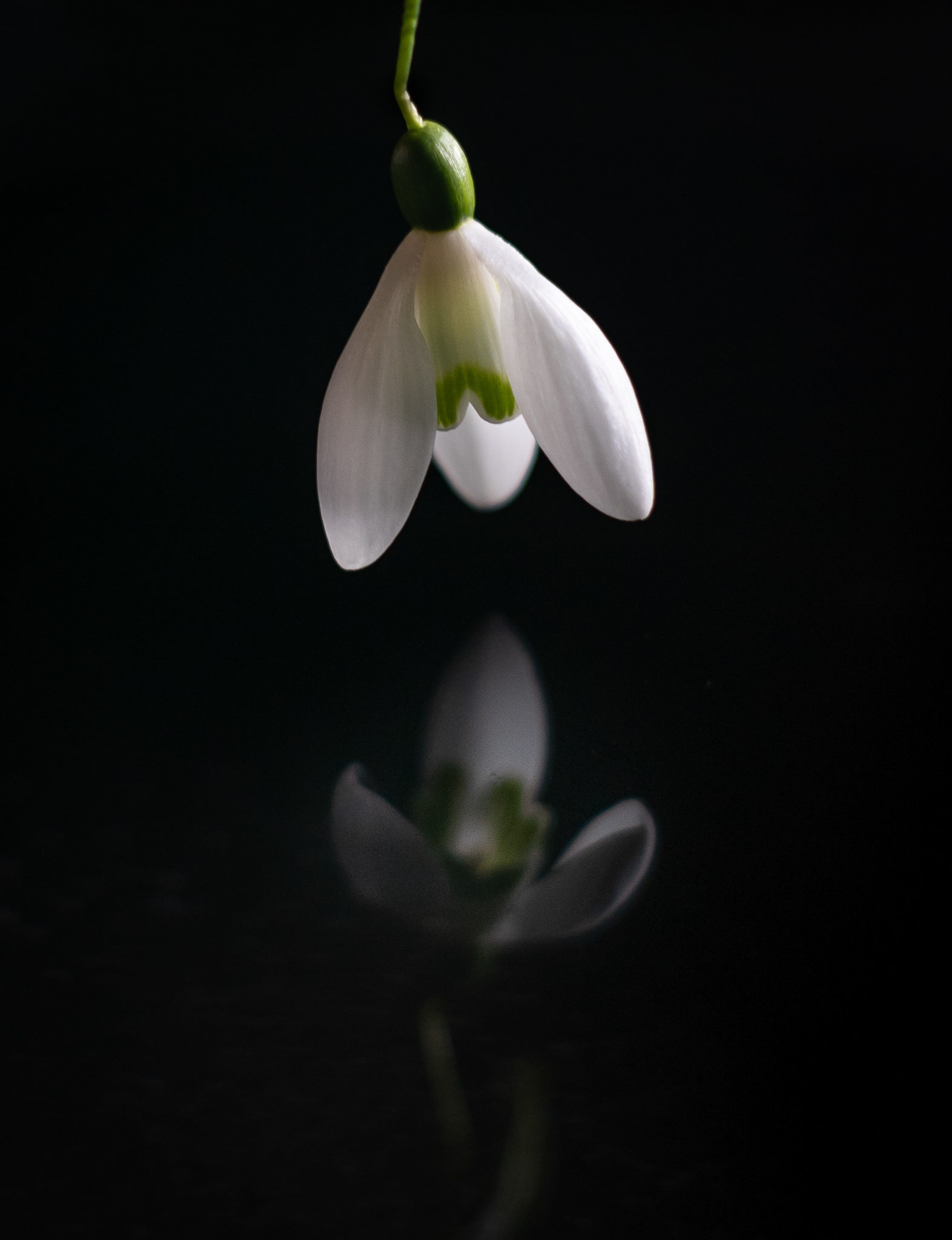 Snowdrop reflection