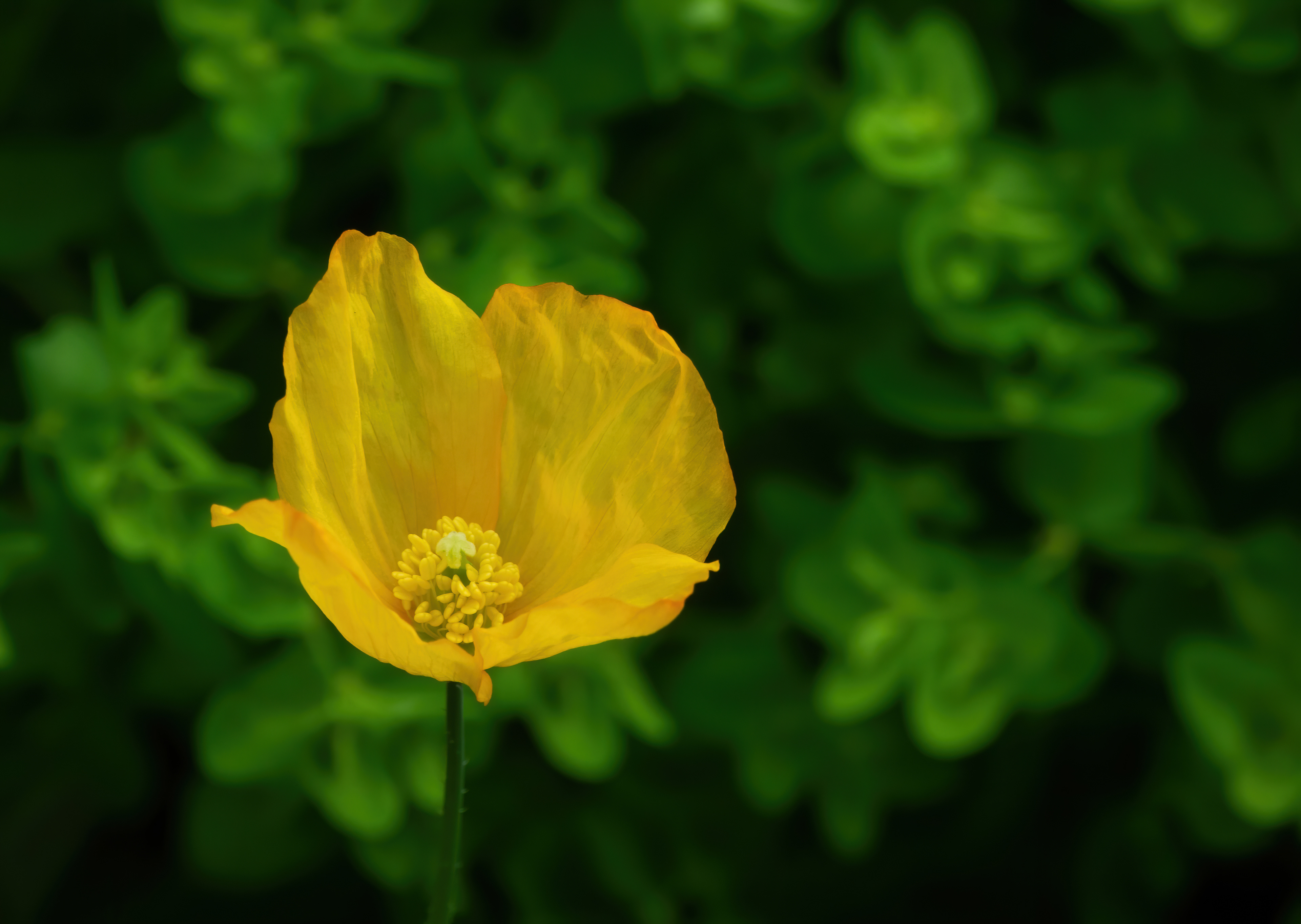 Yellow Poppy