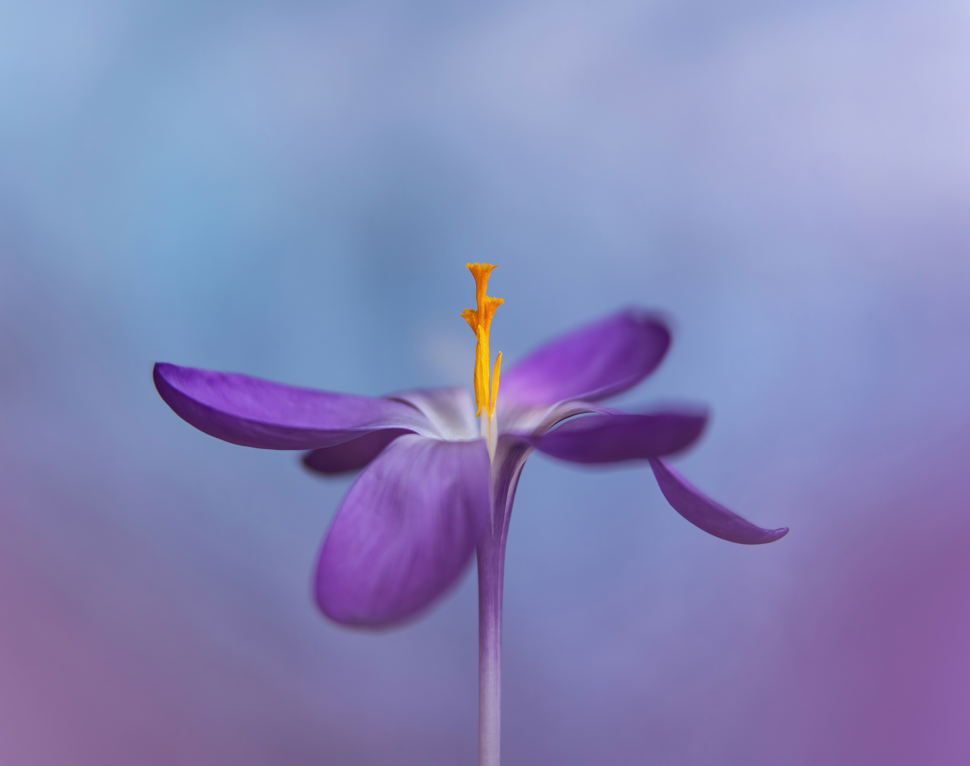 Bronze Award - The Guild of Photographers