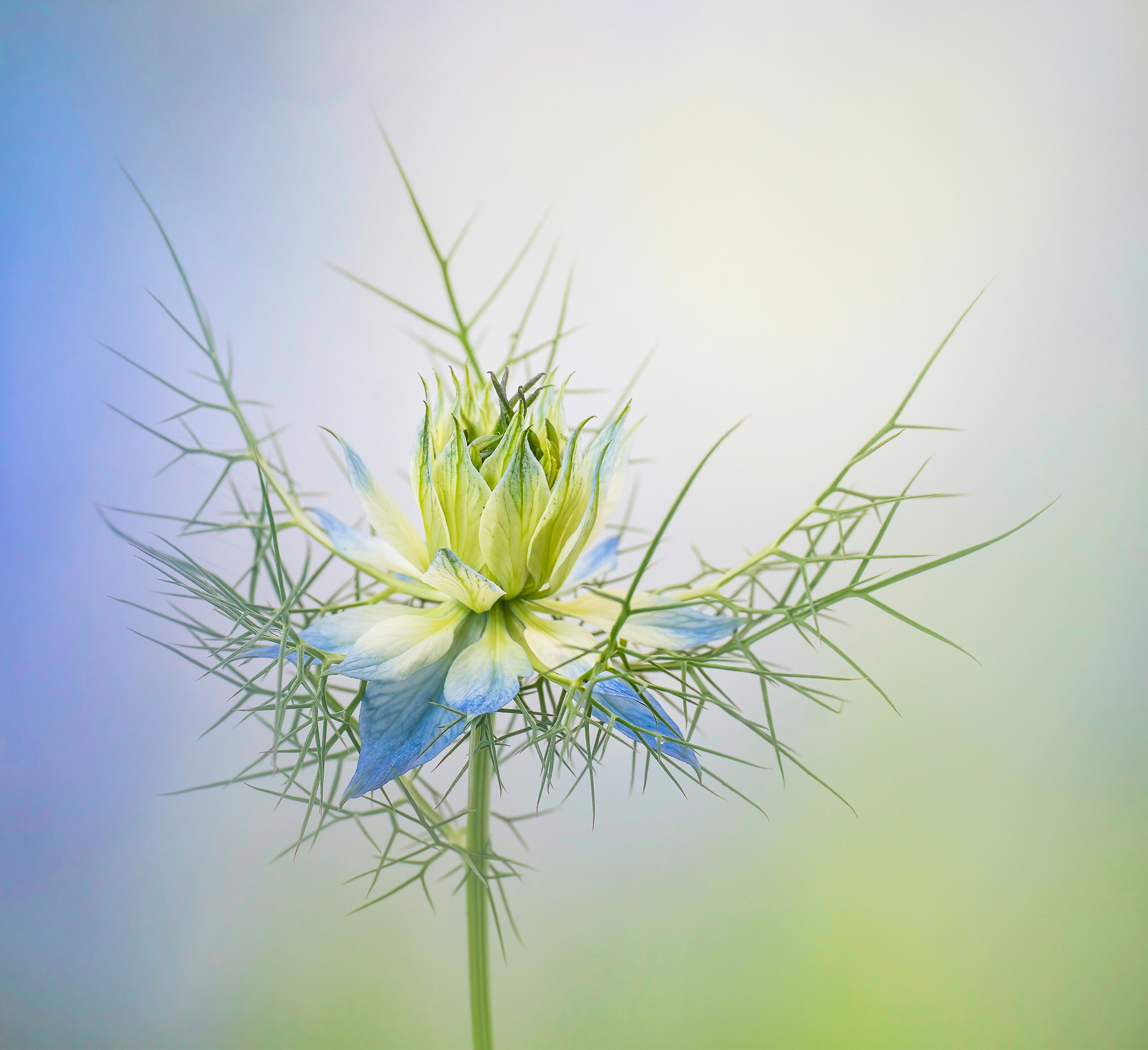 Blue and Green Nigella
