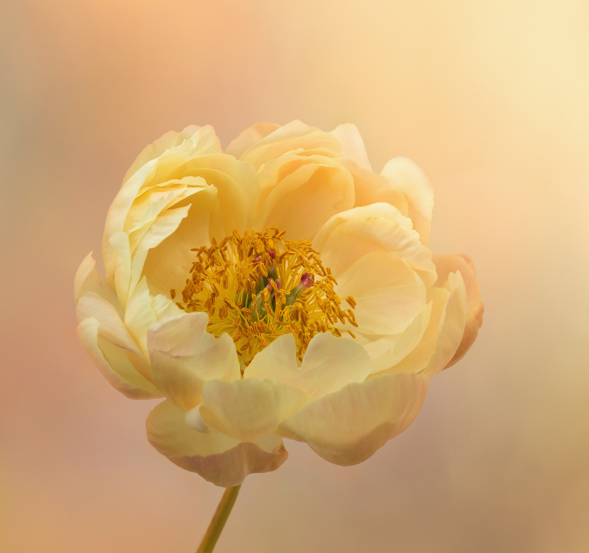 Silver Award - The Guild of Photographers
