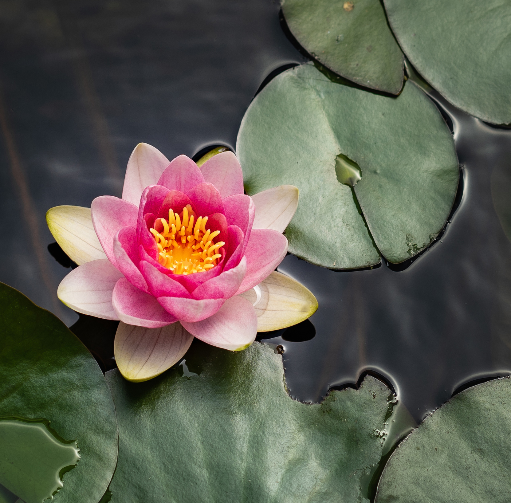 Waterlily