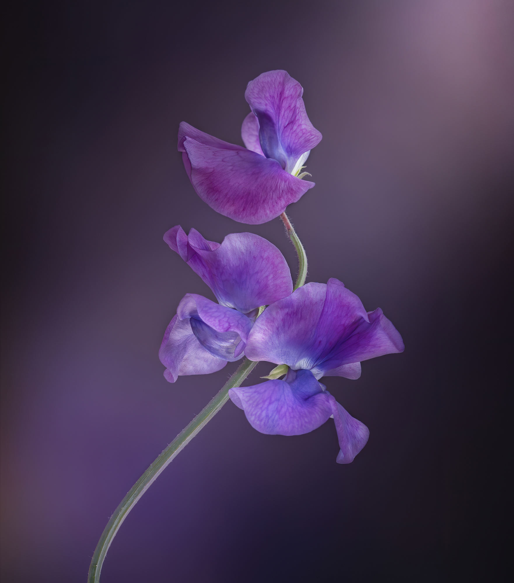 Winning Portfolio in Garden Photographer of the Year
