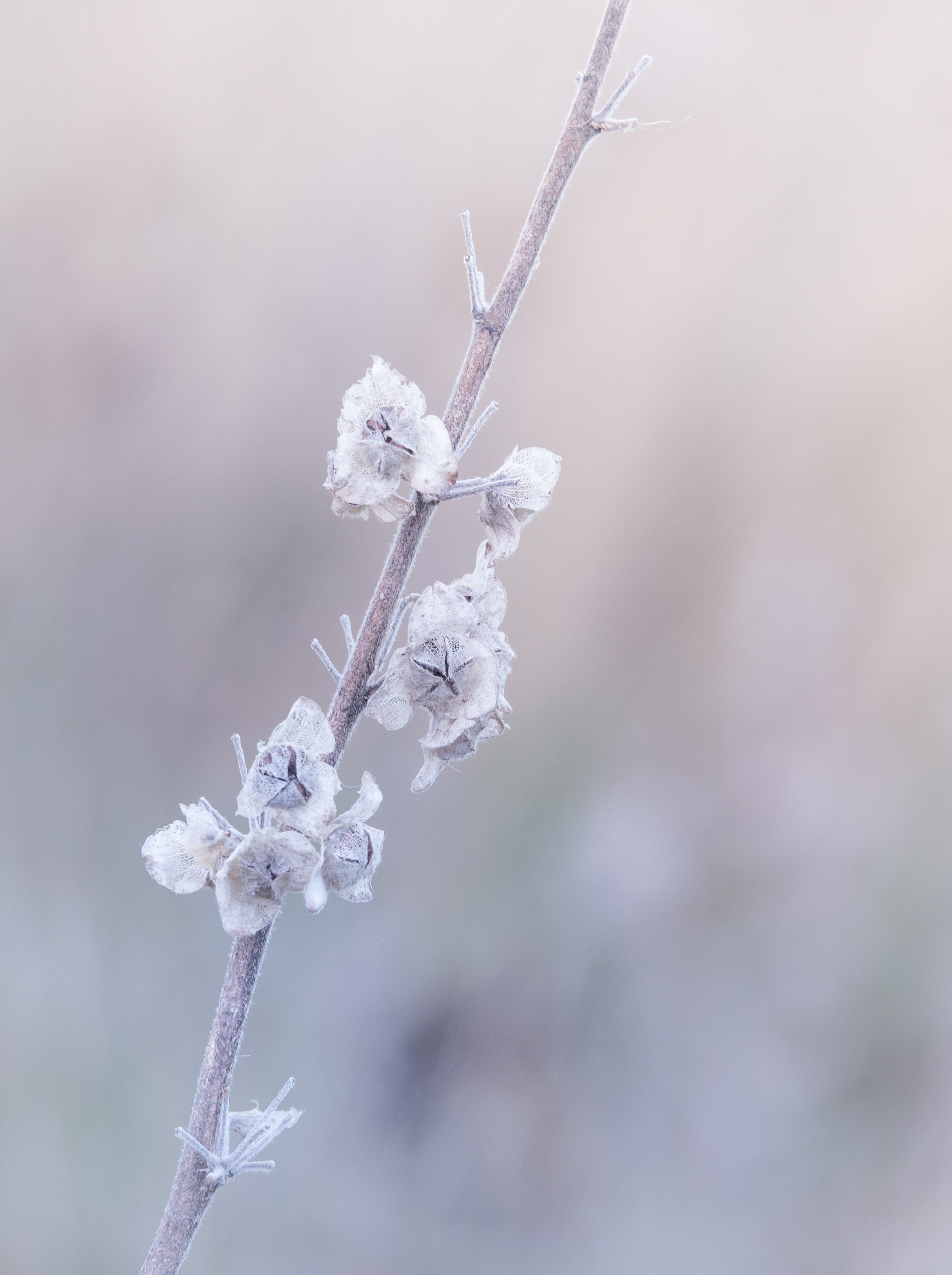Frosted seed head