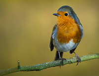 Bronze Award - The Guild of Photographers