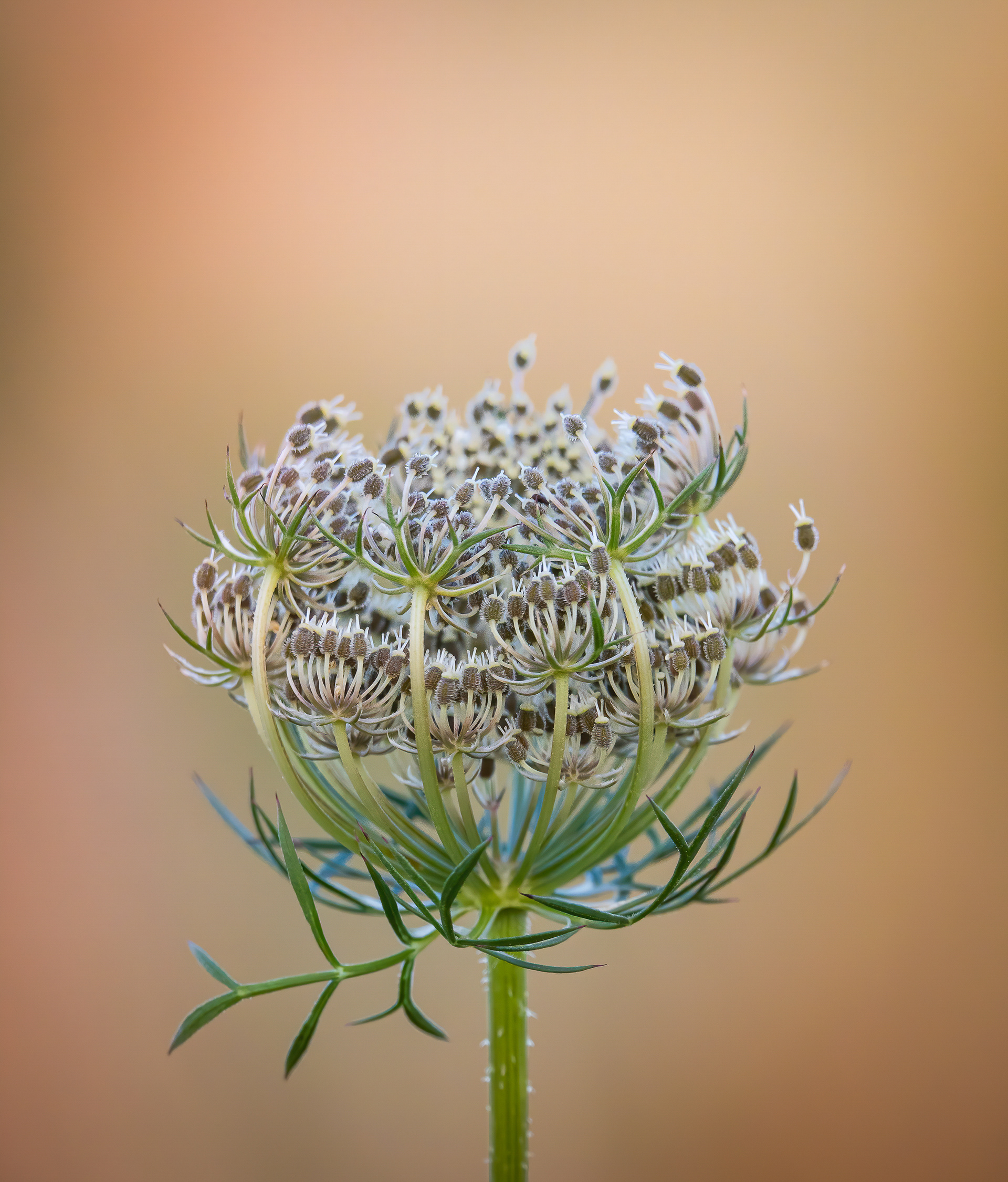 High Bronze Award - The Guild of Photographers