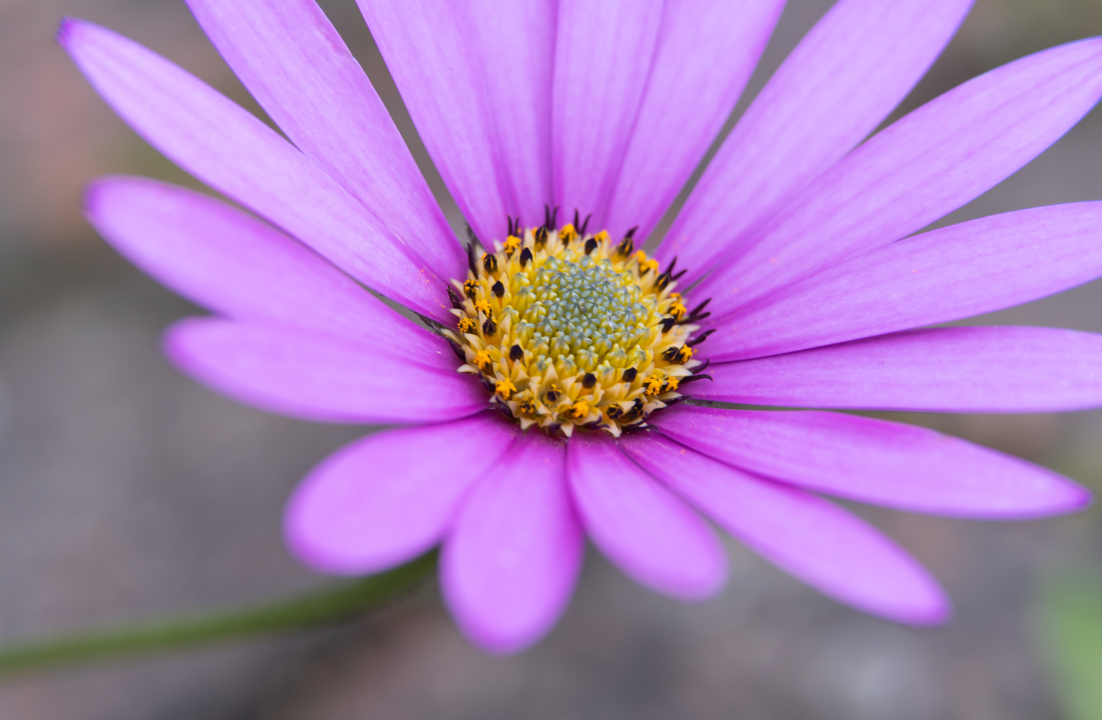 Osteospremum flower