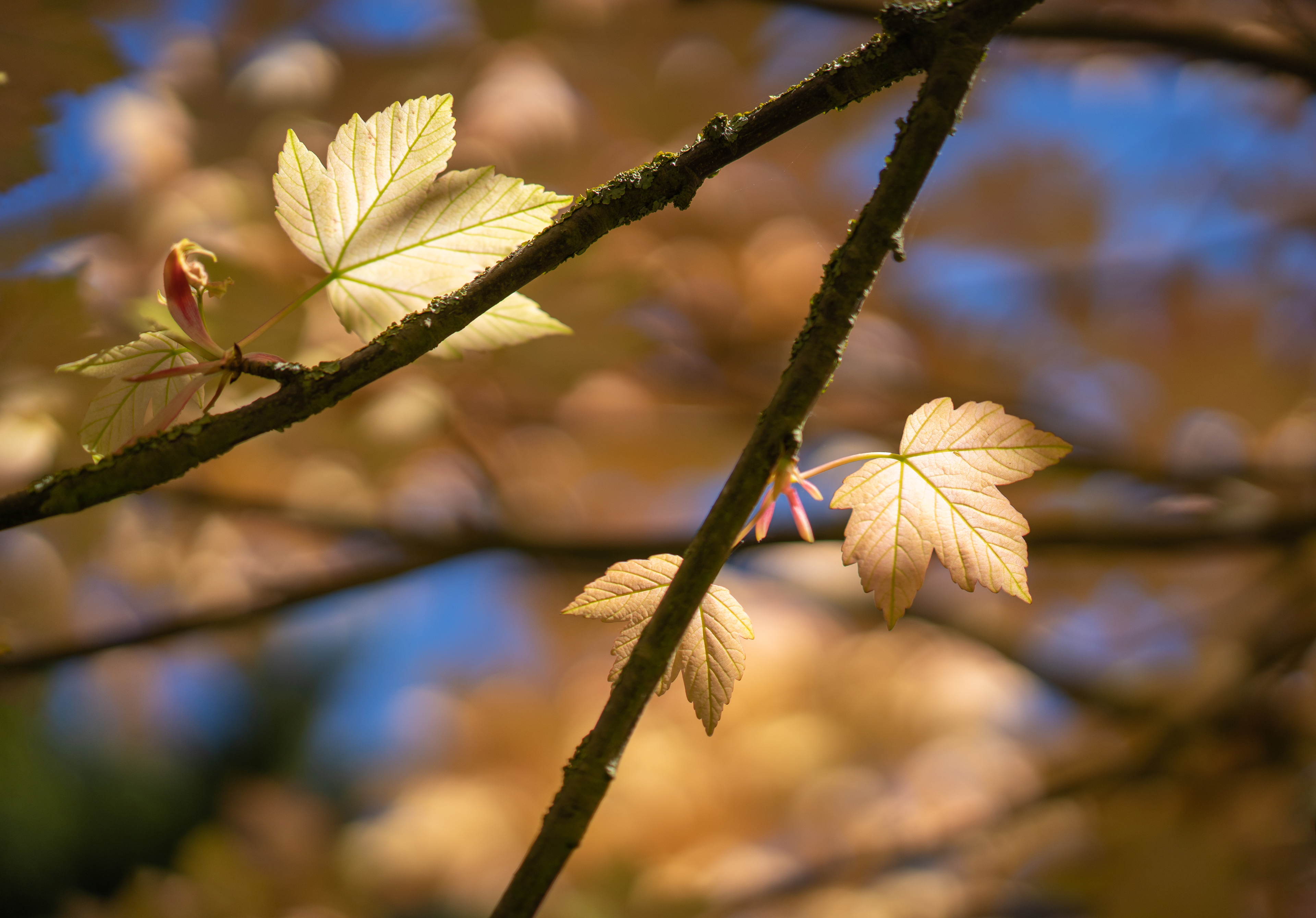 Maple leaves in sunlight