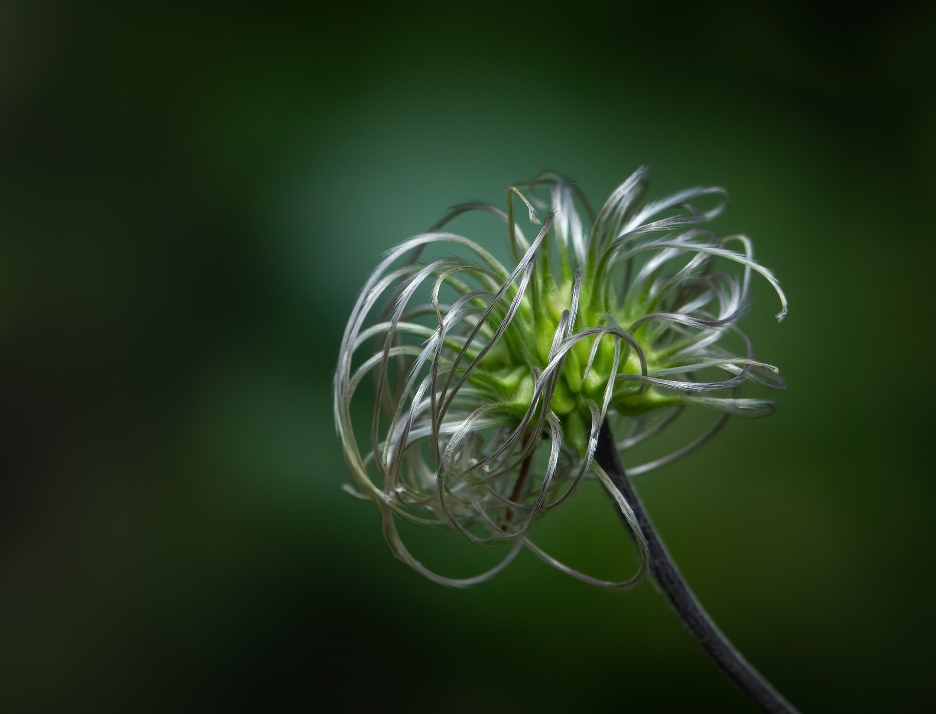 Clematis seedhead